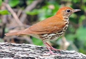 Thrush Bird