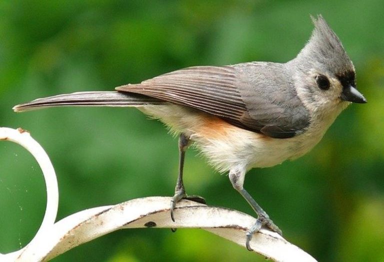 The Tufted Titmouse: A Charming Songbird of North America