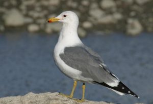 Utah State Bird