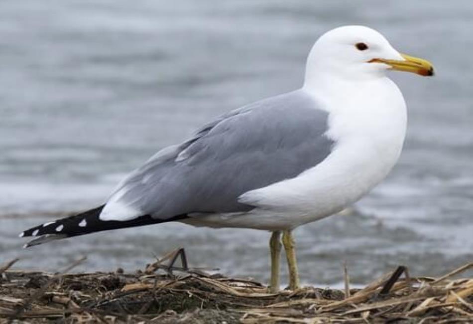 Utah State Bird