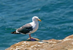 Utah State Bird