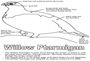 Willow Ptarmigan