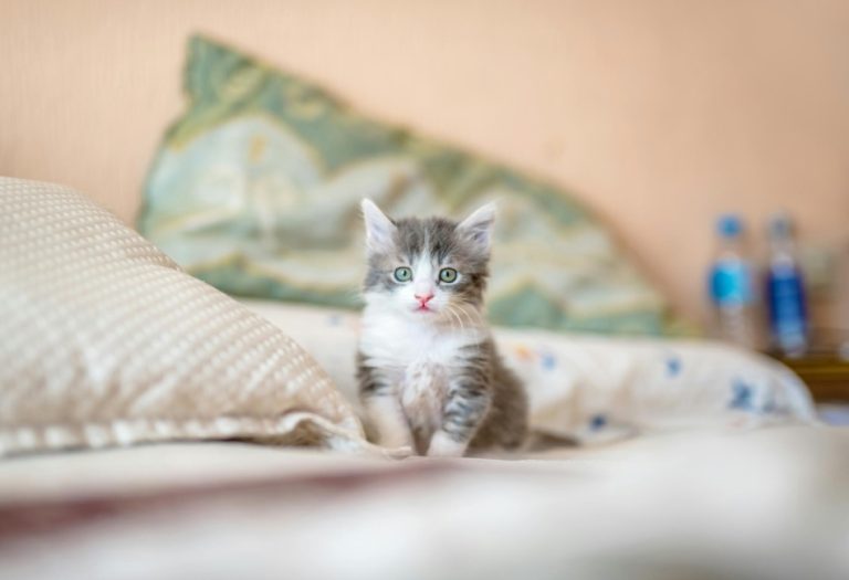 4 Important Considerations Before Owning Teacup Cat Breeds