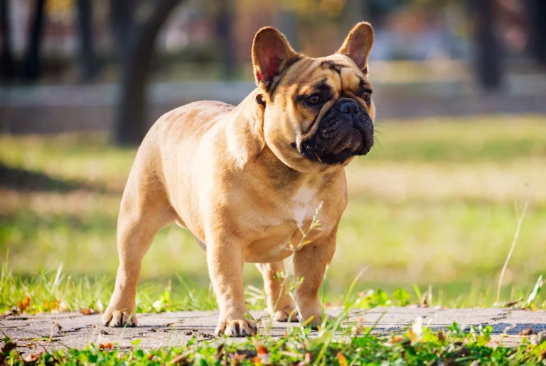Behind the Breed: Unpacking the Unique Qualities of French Bulldogs