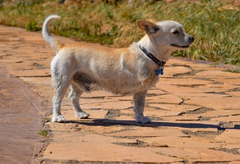 The Ultimate Guide to Canine Prosthetics: Everything You Need to Know