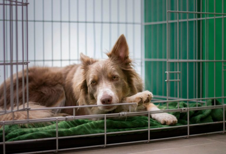 The Ultimate Guide to Choosing the Perfect Pet Crate
