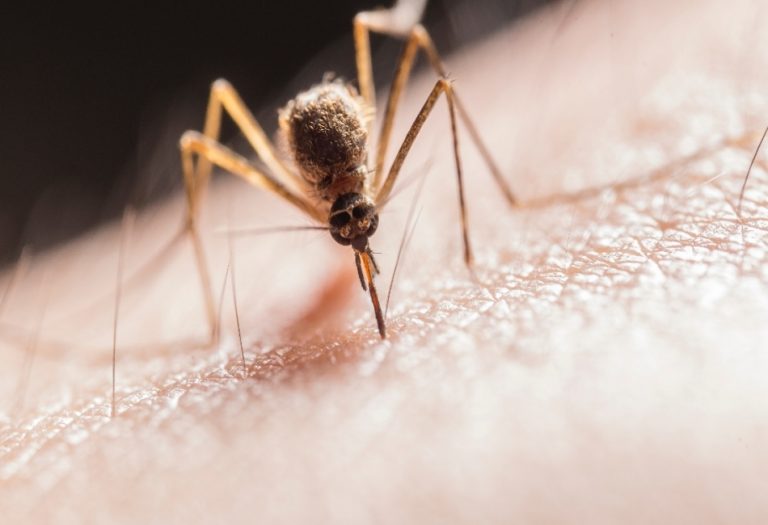 Understanding Malaria: Symptoms, Causes, and Risk Factors