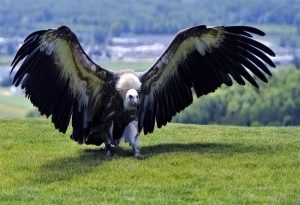 Biggest Bird 