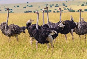 Biggest Bird 