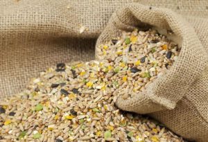 Bird Seed