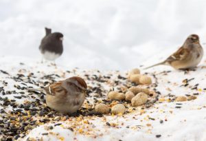 Bird Seed