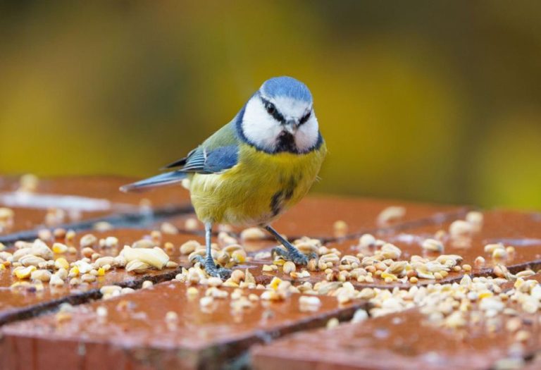 A Complete Guide to Bird Seed: Types, Benefits, and Tips for Bird Enthusiasts