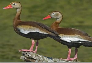 Whistling Duck