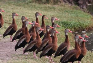 Whistling Duck