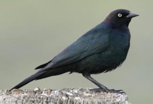 Black Birds