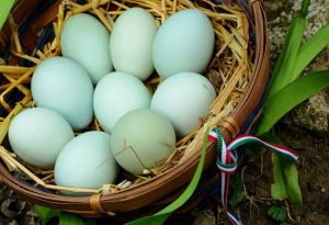 Blue Eggs