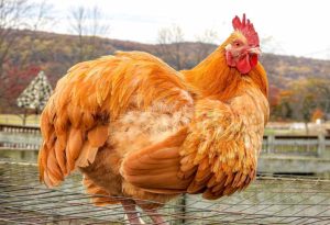 Chicken Lifespan