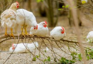 Chicken Lifespan