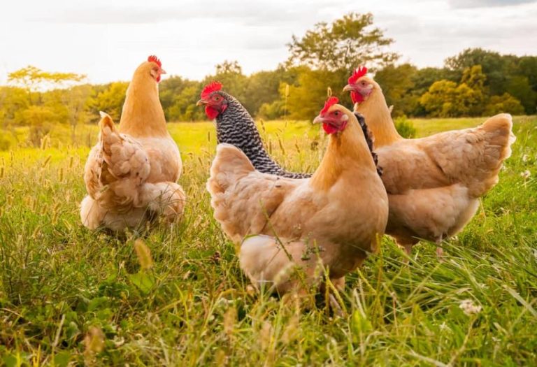 Understanding Chicken Lifespan: Factors, Breeds, and Care