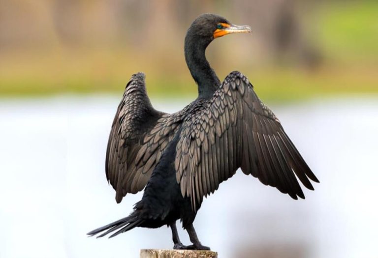 The Cormorant: A Fascinating Aquatic Bird