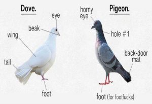 Dove vs Pigeon