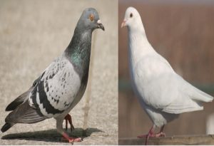 Dove vs Pigeon