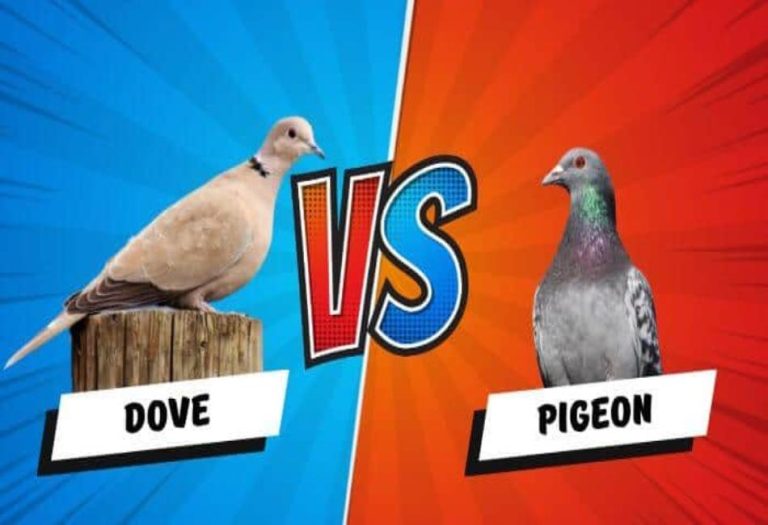 Dove vs. Pigeon: Understanding the Differences and Similarities