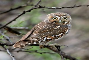  Elf Owl