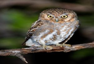  Elf Owl