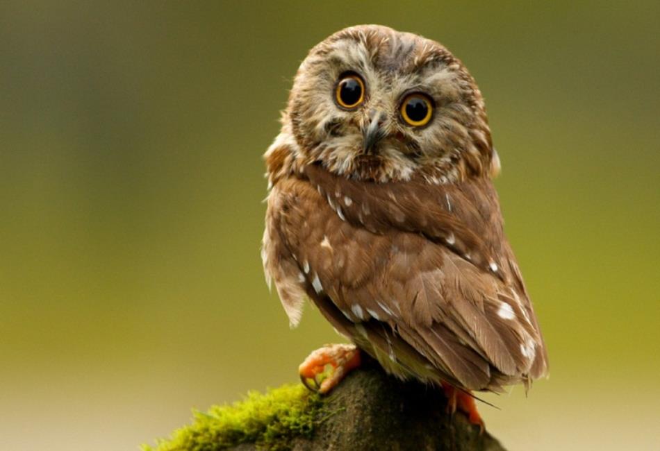 Elf Owl