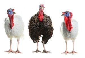 Female Turkeys