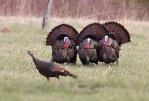 Female Turkeys