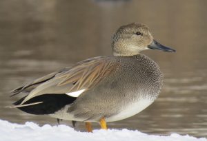 Gadwall