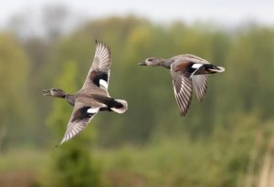 Gadwall