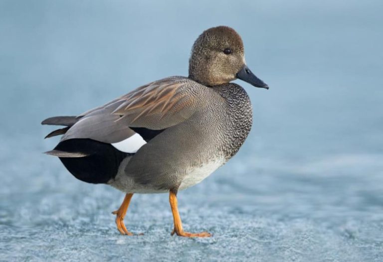Gadwall: A Comprehensive Guide to This Graceful Waterfowl