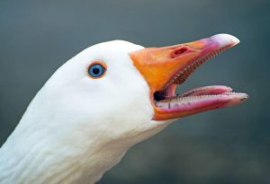 Goose Mouth
