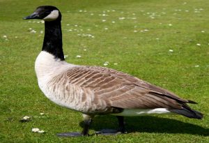 Goose Mouth