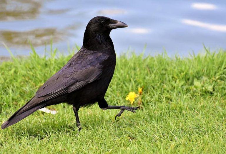 A Fascinating Look at a Group of Ravens: Nature’s Enigmatic Birds