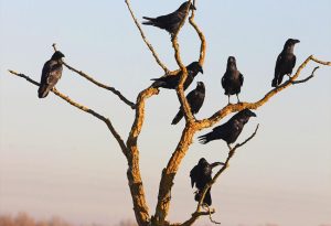 Group of Ravens
