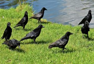Group of Ravens