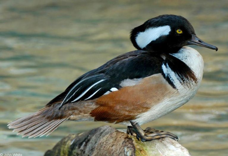 Hooded Merganser: A Unique and Captivating Waterfowl