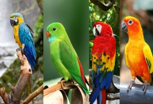  Parrots