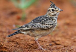 Lark Bird