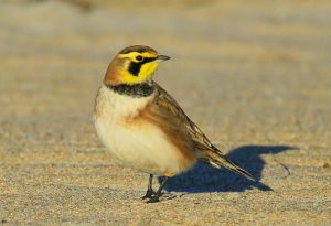 Lark Bird