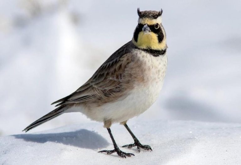 Lark Bird: Nature’s Songbird and Its Fascinating World