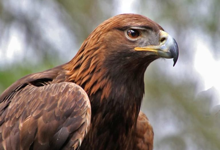 The Mexican Eagle: Symbol of Strength and Cultural Heritage