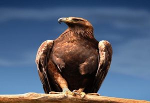 Mexican Eagle