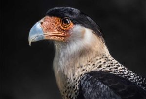 Mexican Eagle