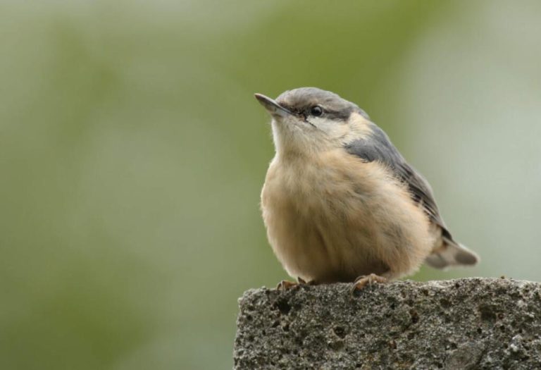 Nuthatches: Agile Acrobats of the Bird World
