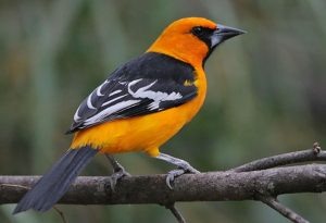  Orange Bird